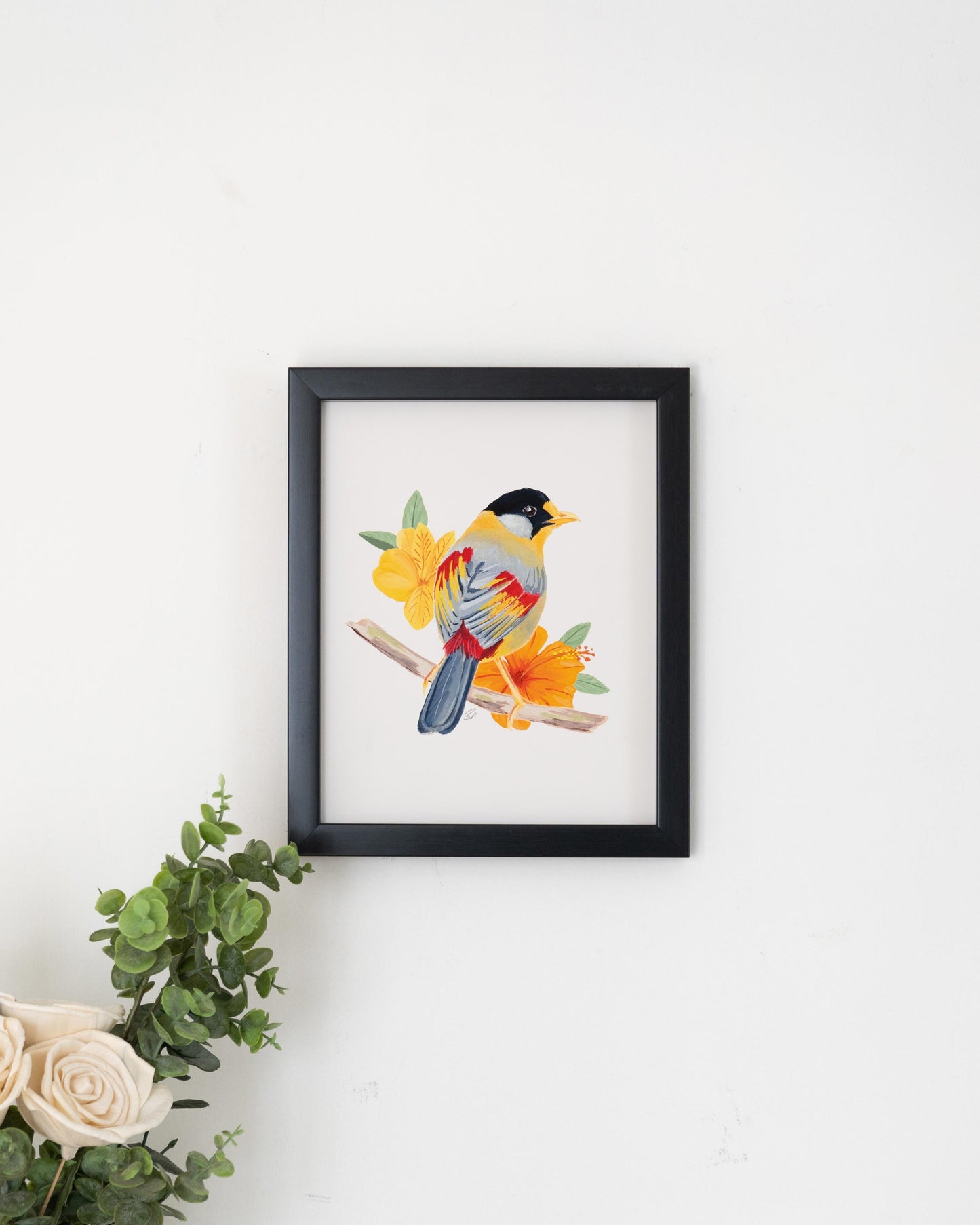 Silver Eared Mesia : Archival Print