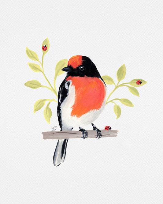 Red Capped Robin  : Archival Print