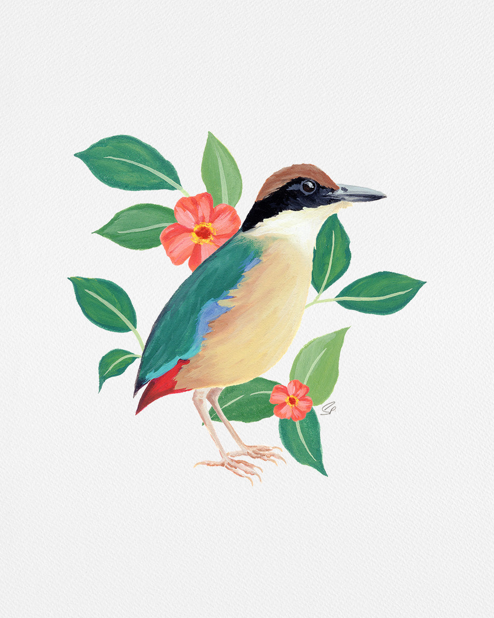 Mangrove Pitta : Archival Print