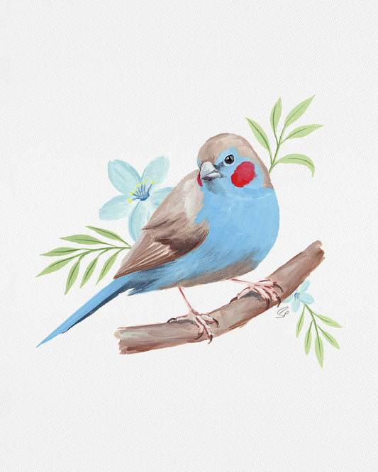 Red Cheeked Cordon Bleu : Archival Print