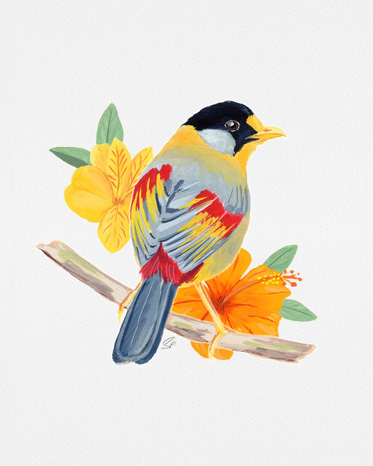 Silver Eared Mesia : Archival Print