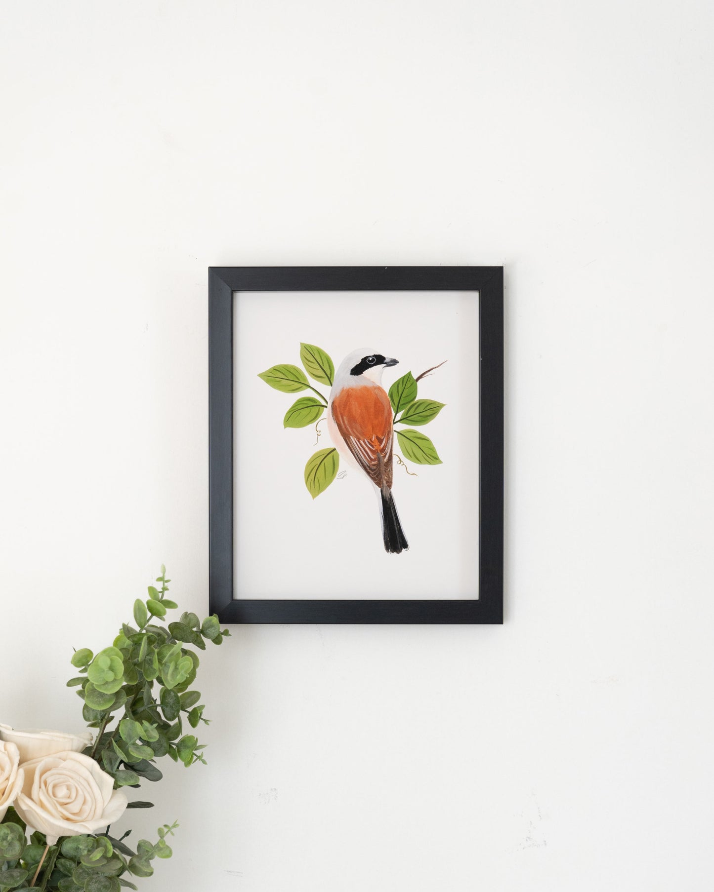 Red Backed Shrike : Archival Print