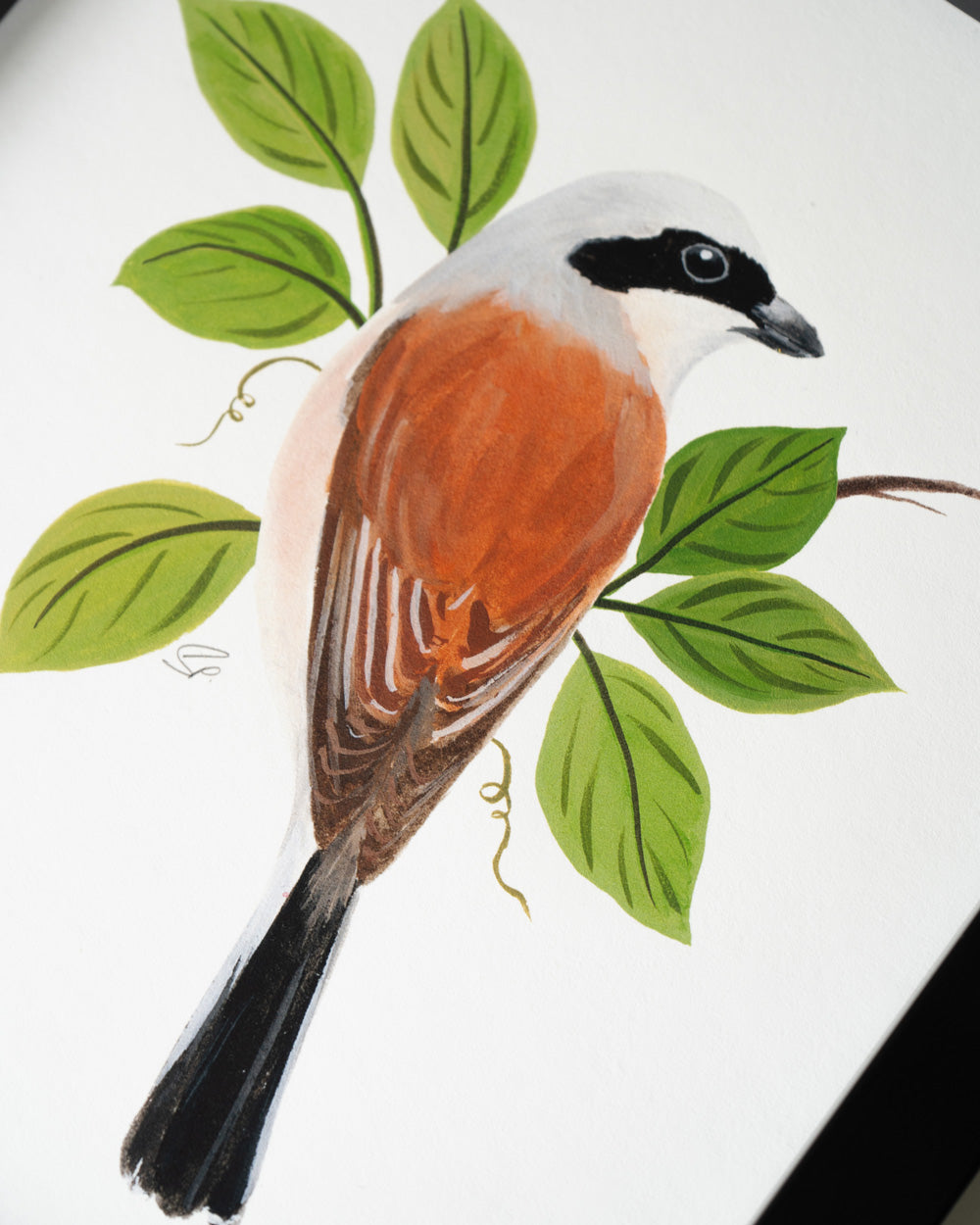 Red Backed Shrike : Archival Print