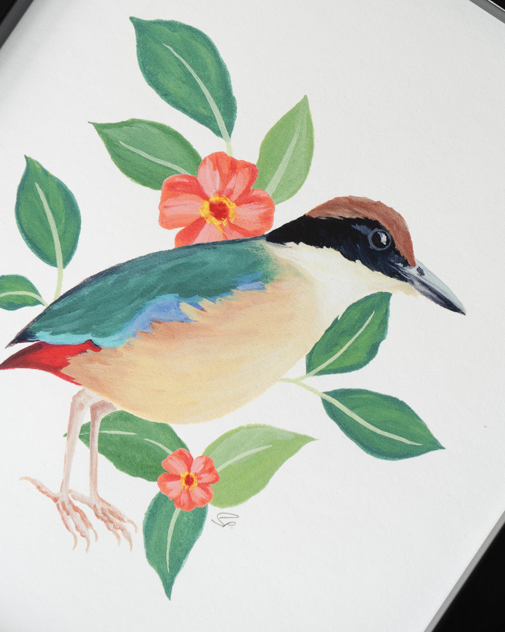 Mangrove Pitta : Archival Print