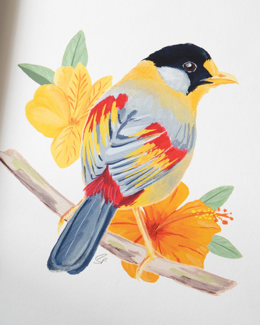 Silver Eared Mesia : Archival Print