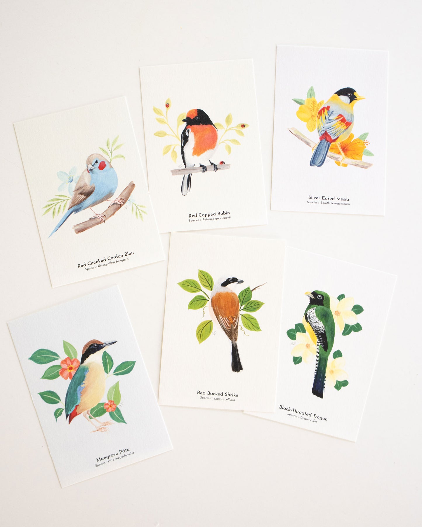 The World of Birds Poscards - Pack of 6