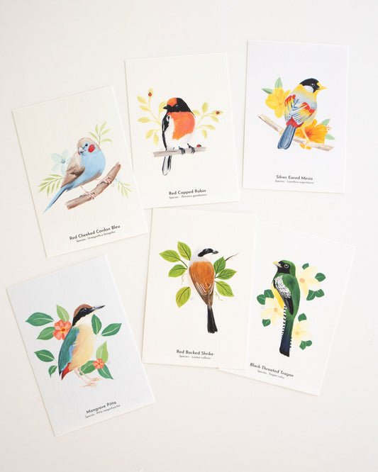 The World of Birds Poscards - Pack of 6