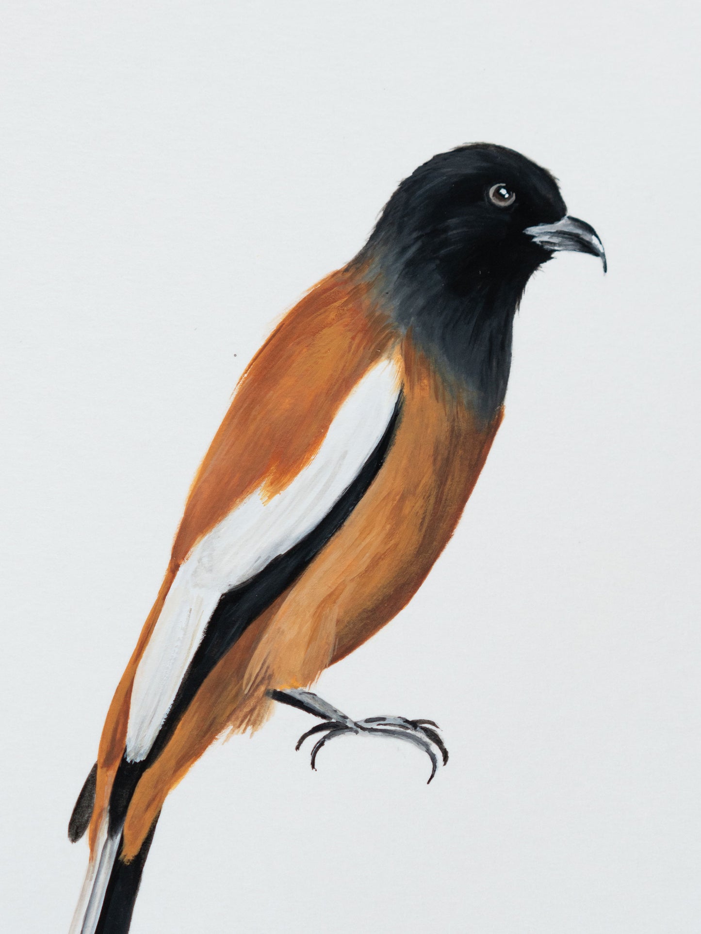 Rufous Treepie : Original Gouache Painting