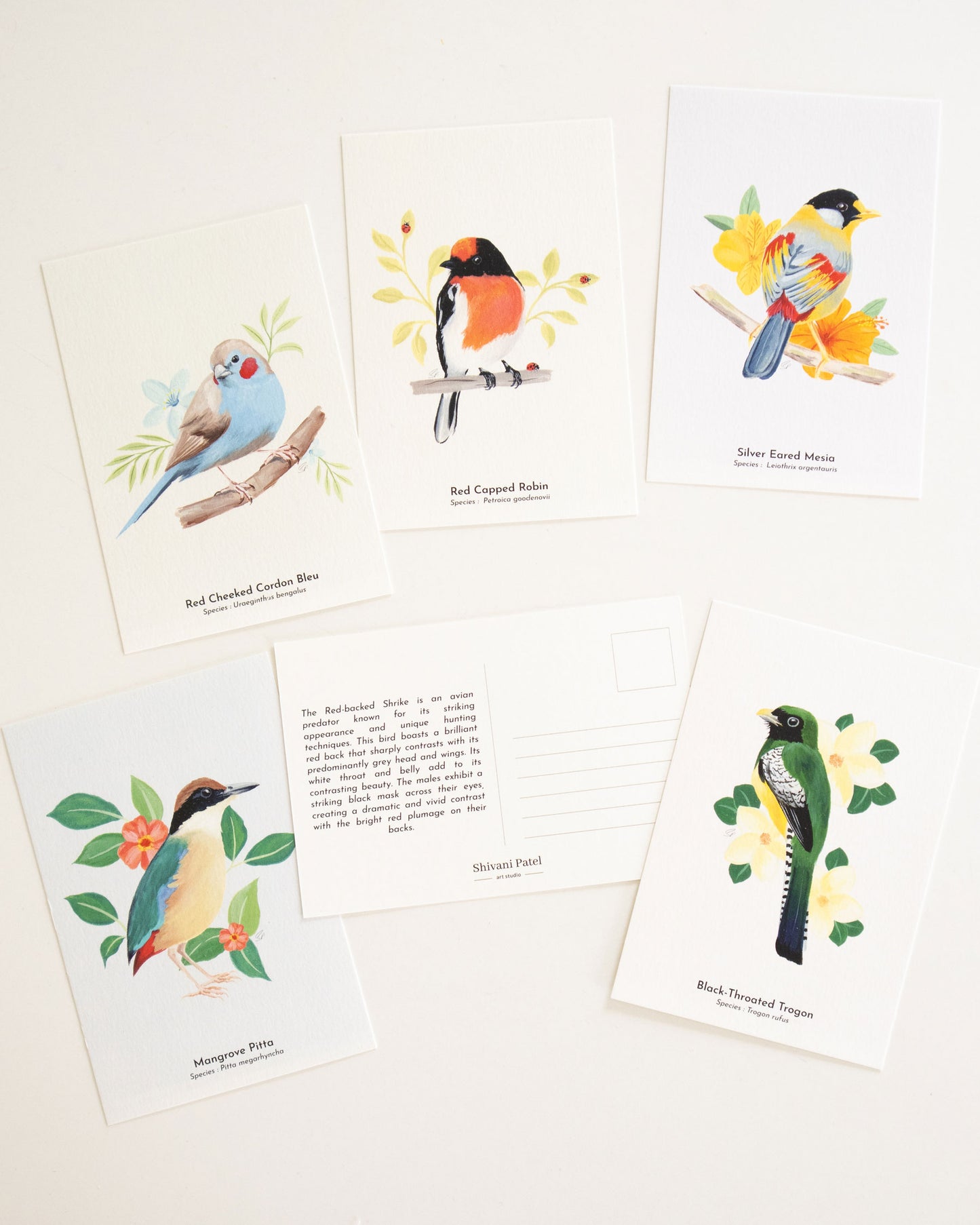 The World of Birds Poscards - Pack of 6