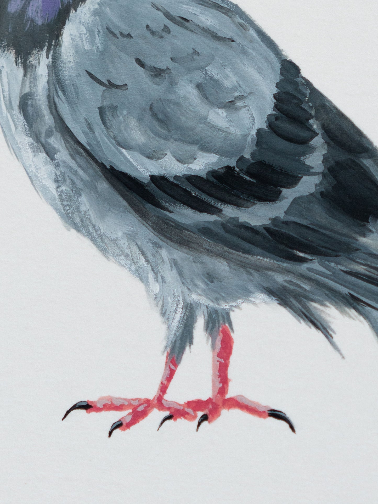 Rock Pigeon : Original Gouache Painting