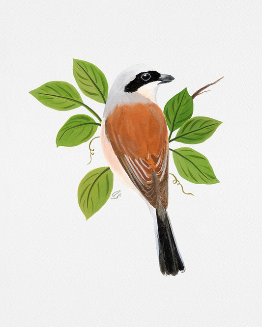 Red Backed Shrike : Archival Print