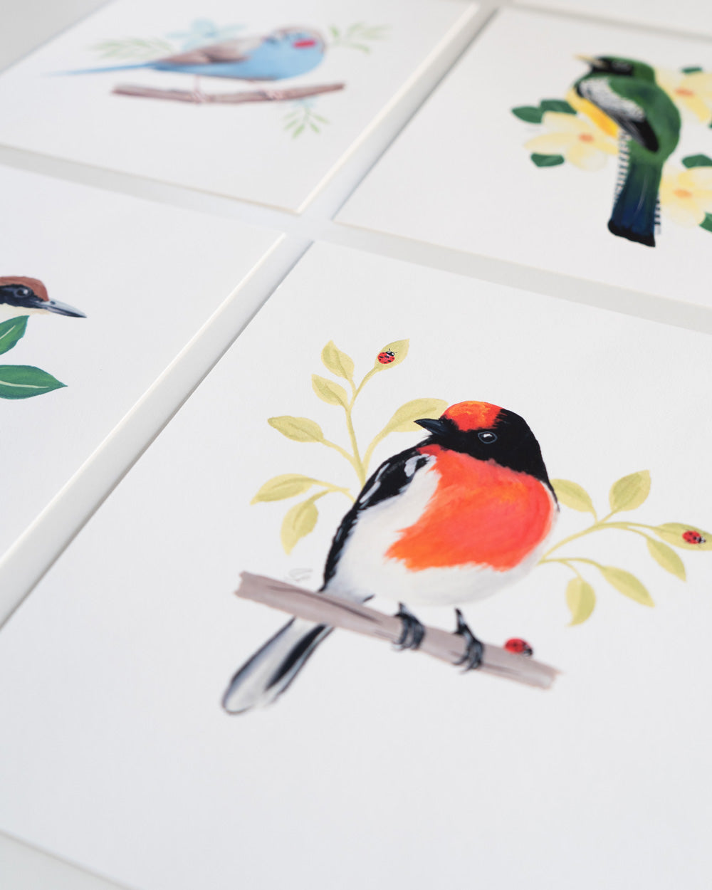 Red Capped Robin : Archival Print