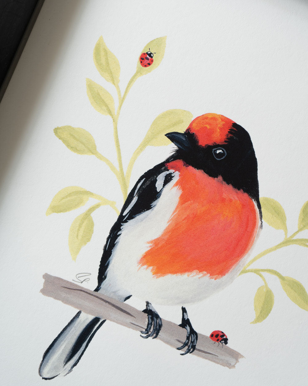 Red Capped Robin : Archival Print