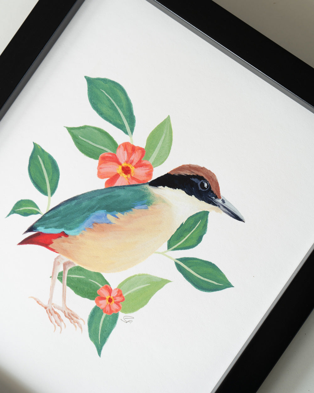 Mangrove Pitta : Archival Print