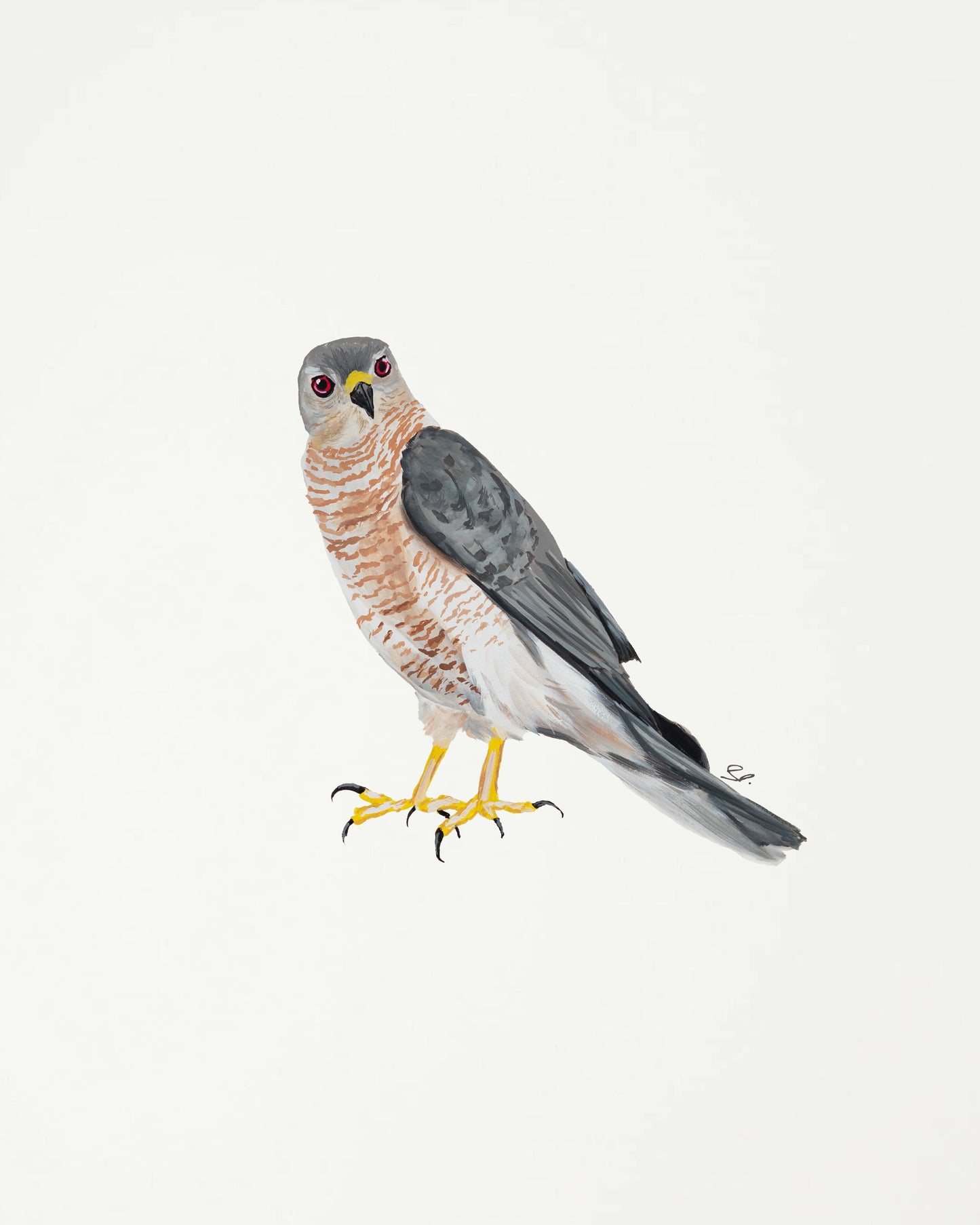 Shikra : Original Gouache Painting