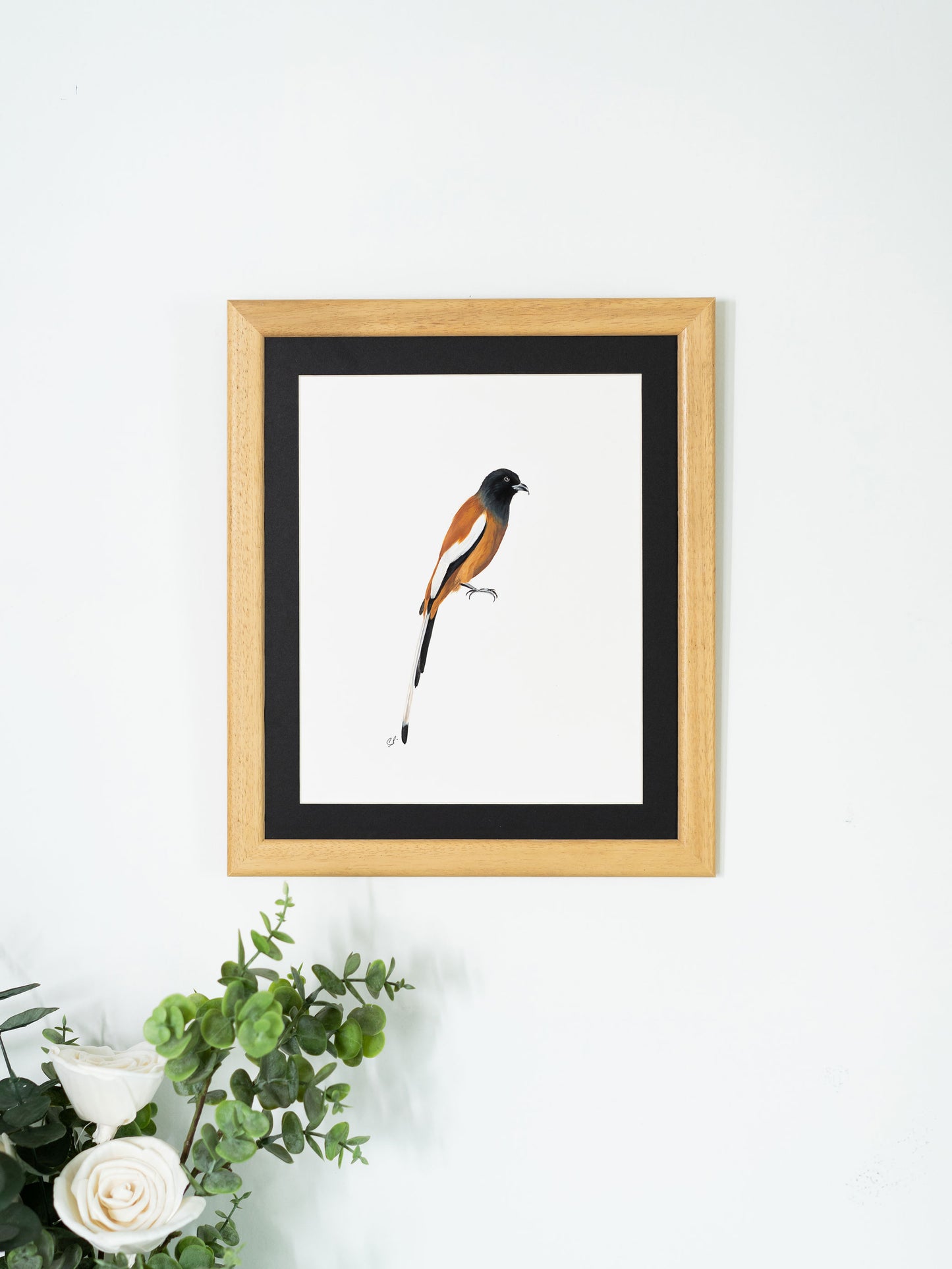 Rufous Treepie : Original Gouache Painting