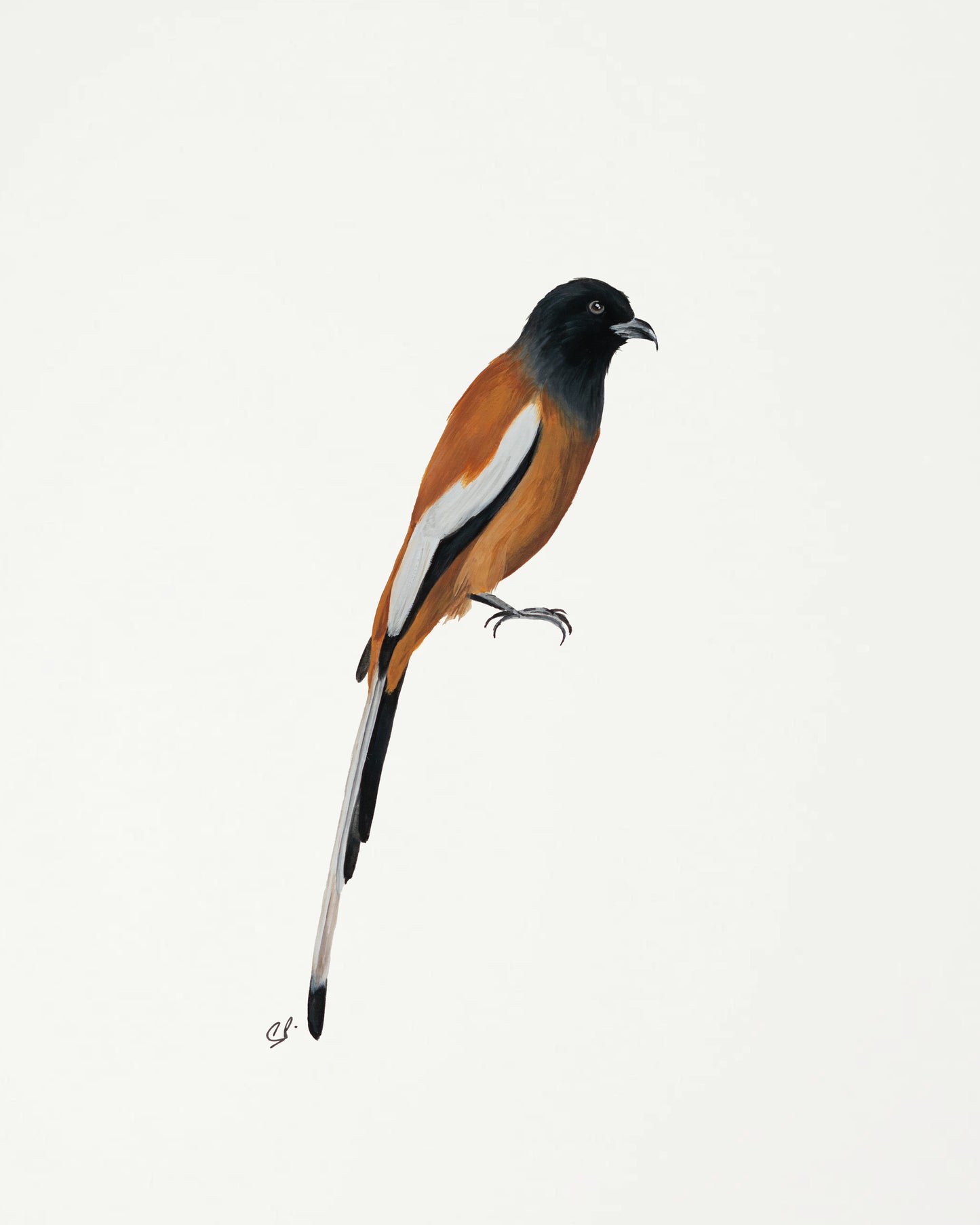 Rufous Treepie : Original Gouache Painting