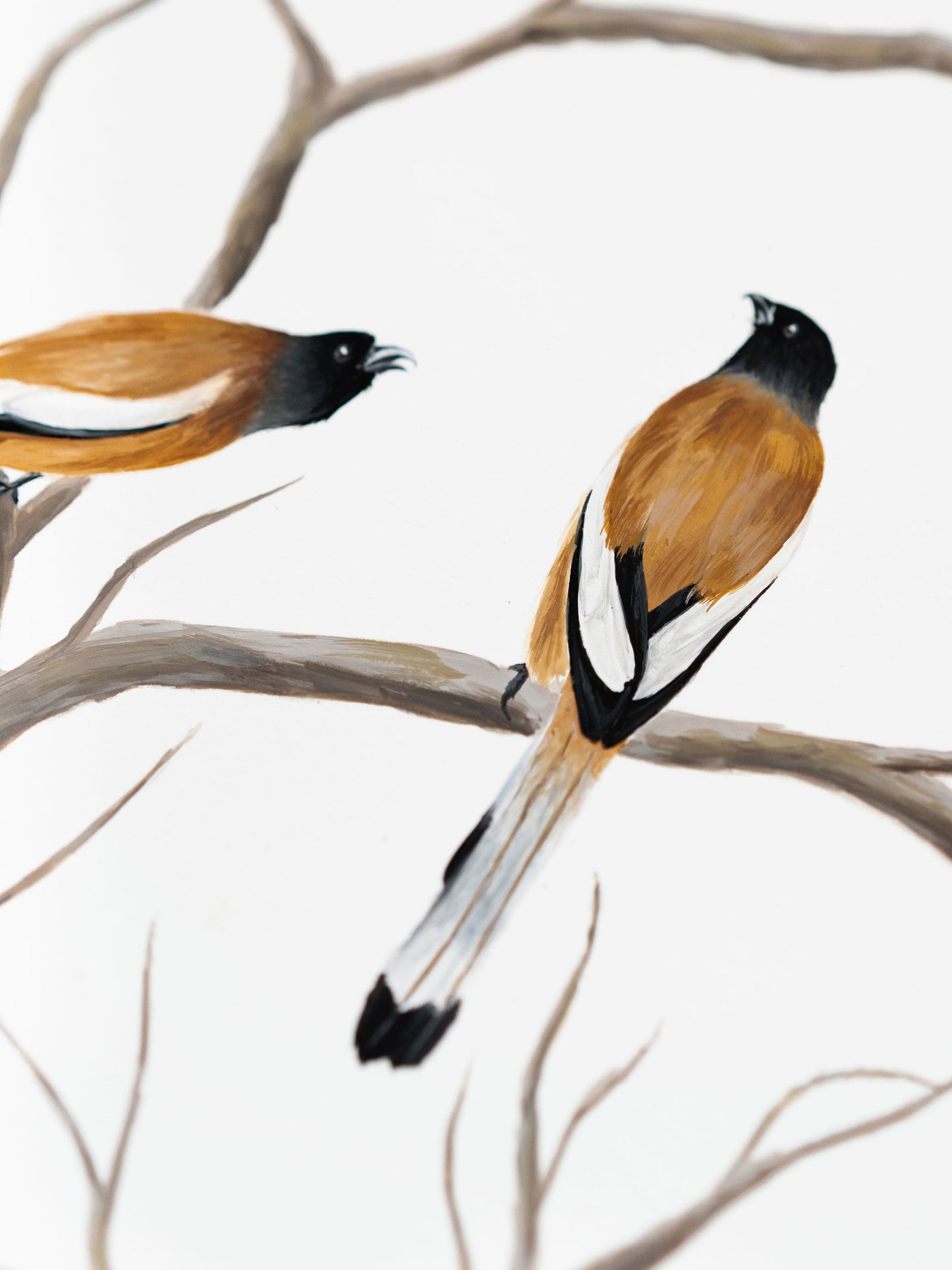 A Little Birdie Told Me : Archival Print