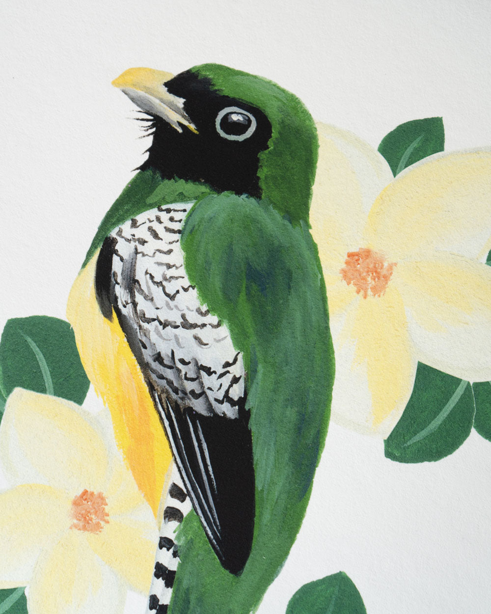 Black-Throated Trogon : Archival Print