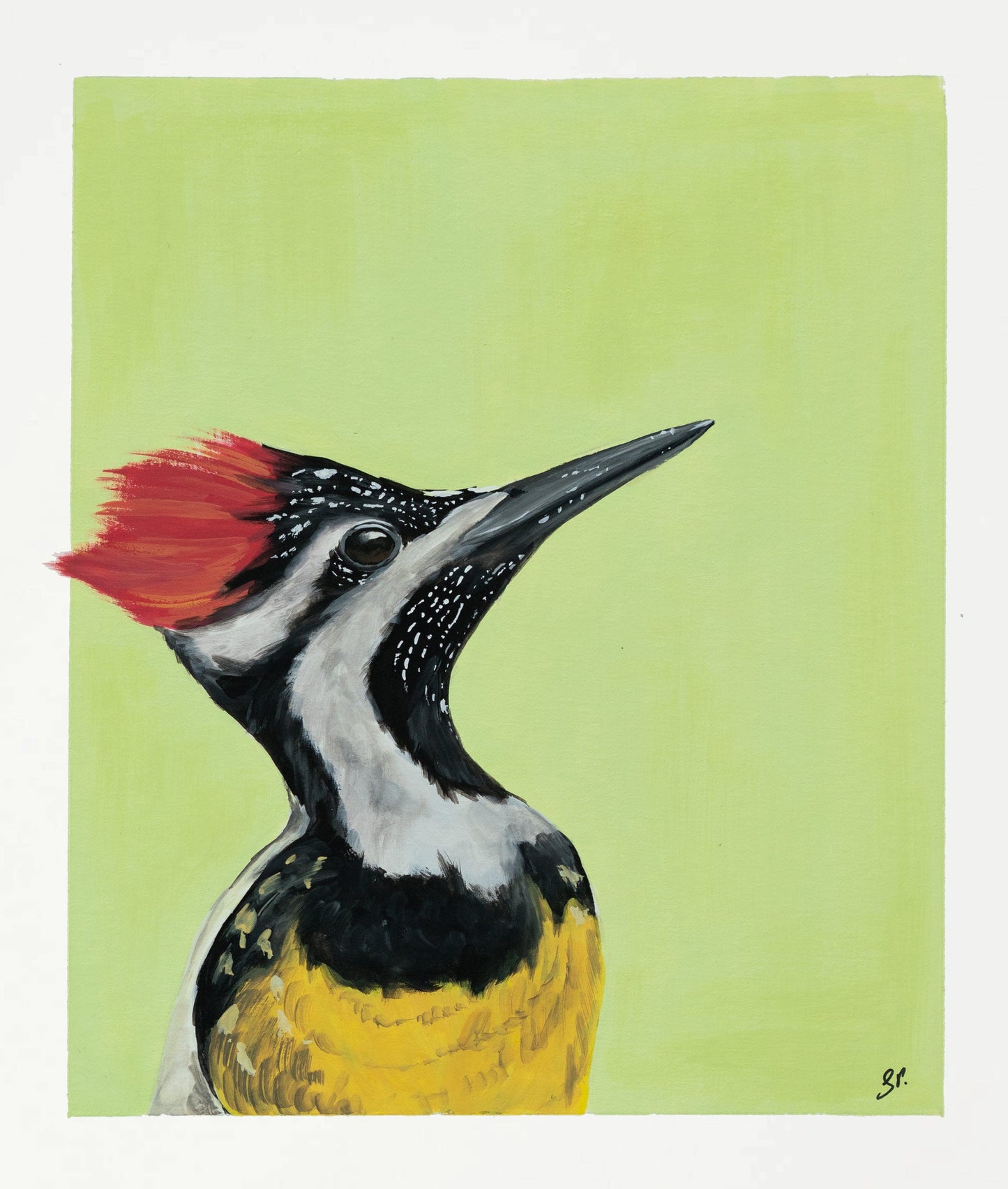 Passport Pic of a Woodpecker : Archival Print