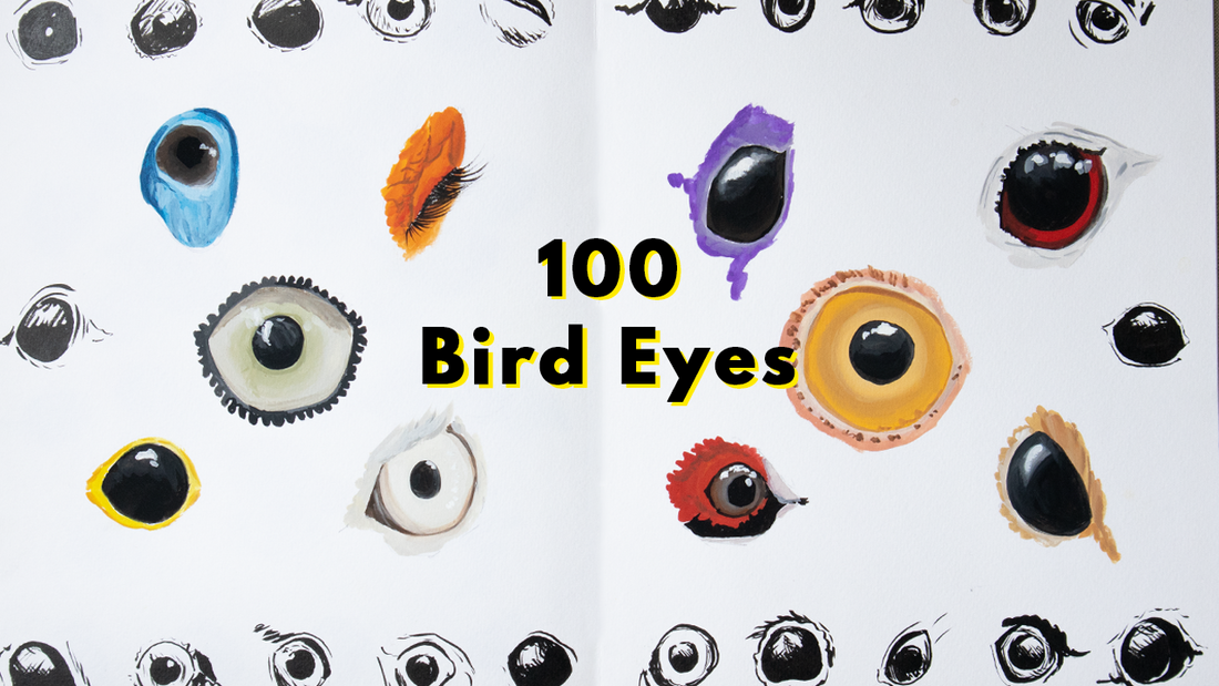 100 bird eyes challenge: Why and how I did it