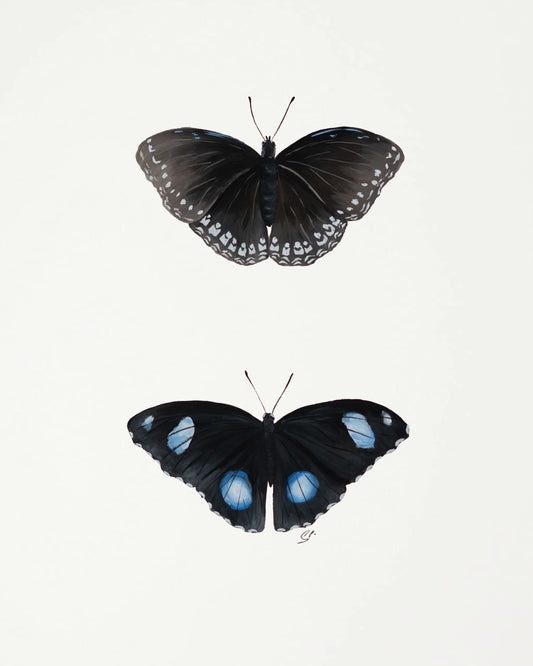 Blue Moon Butterfly : Original Gouache Painting