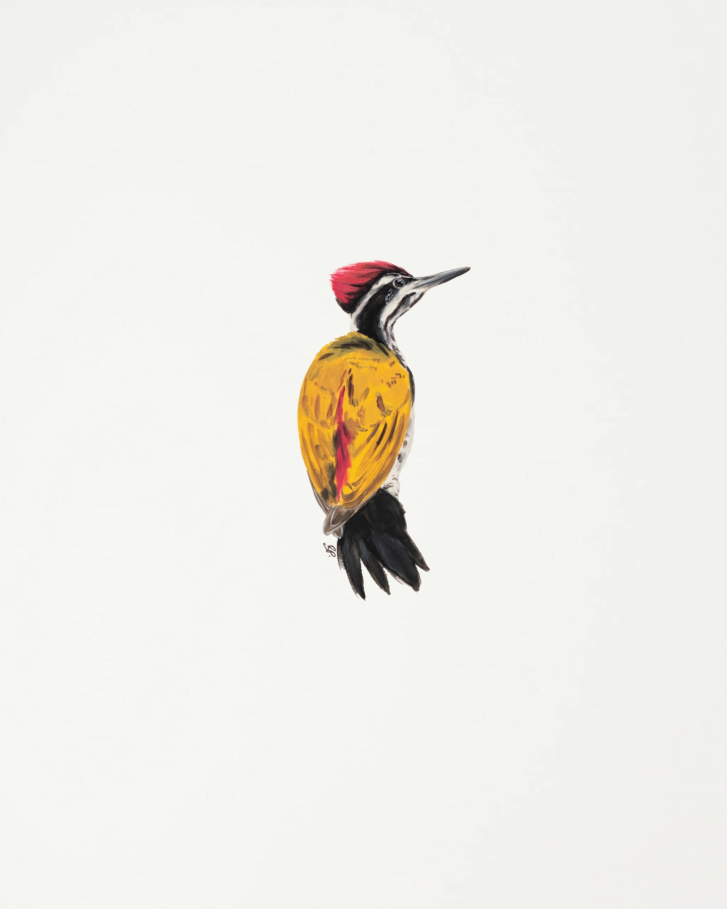 Black-Rumped Flameback Woodpecker : Original Gouache Painting