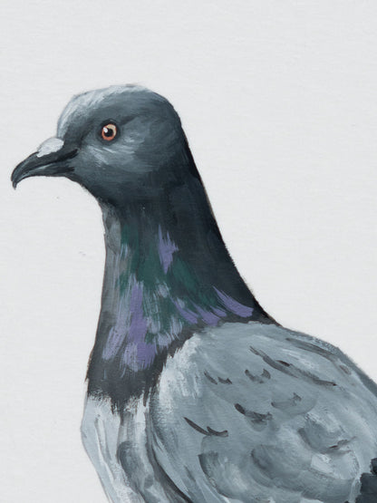 Rock Pigeon : Original Gouache Painting
