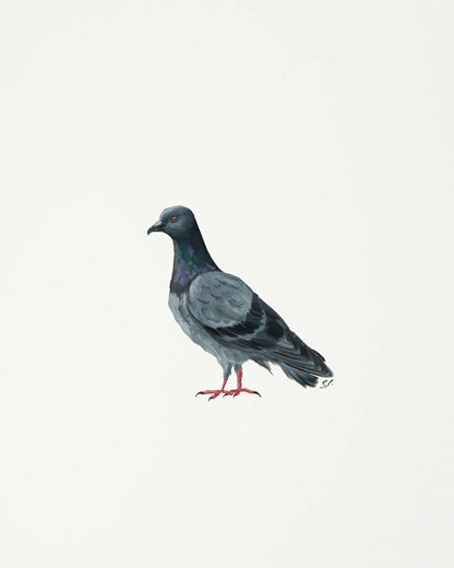 Rock Pigeon : Original Gouache Painting