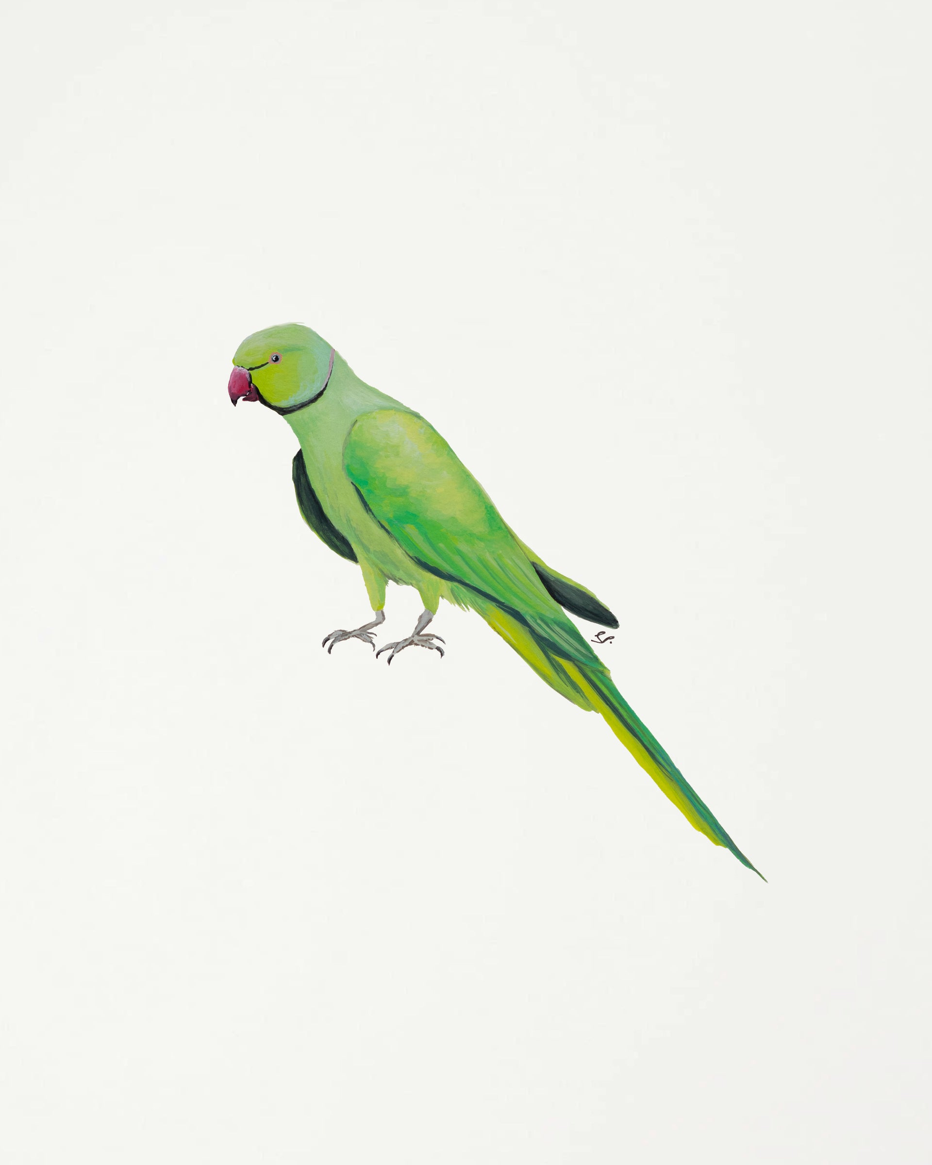 Rose Ringed Parakeet Original Gouache Painting