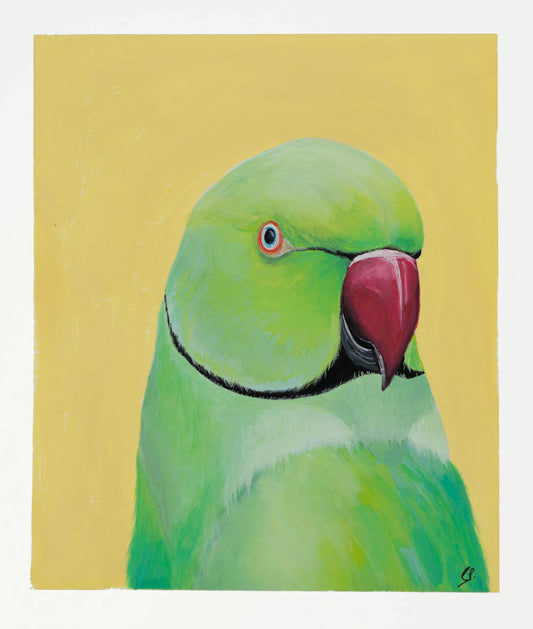 Passport Pic of a Parakeet : Original Gouache Painting