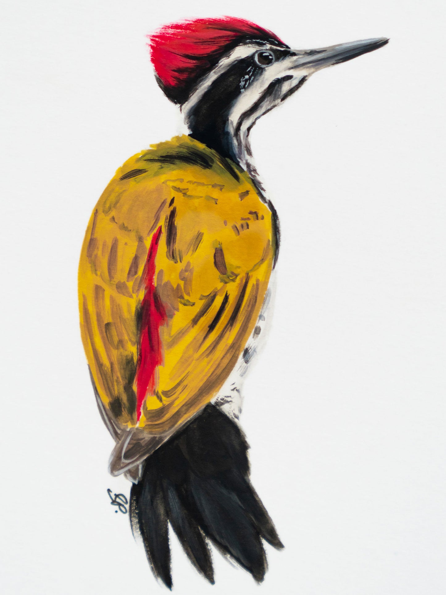 Black-Rumped Flameback Woodpecker : Original Gouache Painting